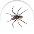 Spider icon
