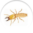 Termite icon
