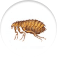 Icon of a flea