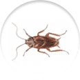 icon of a cockroach