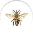 icon of a bee/wasp