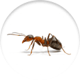 Icon of an ant