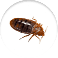 Icon of a bed bug