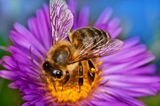Picture of a bee pollinating a flower
