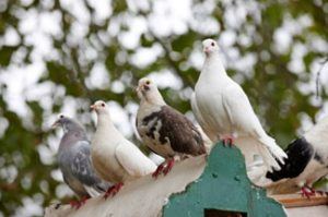 Picture of different birds