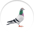 Icon picture of a pigeon, bird