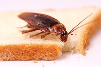 Picture of a cockroach on top of bread