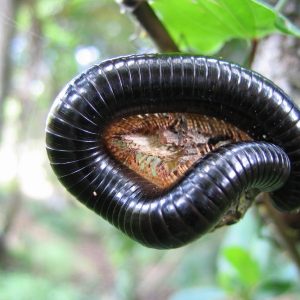 treatment service for millipedes