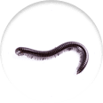 Icon of a millipede