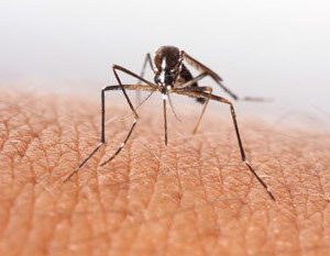 Picture of a mosquito about to bite