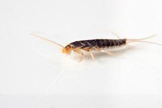 Picture of a silverfish