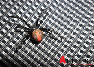 Picture of a red back