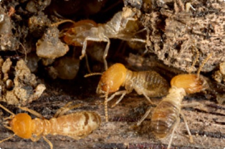 Termite nest