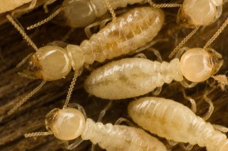 Picture of white ants and termites