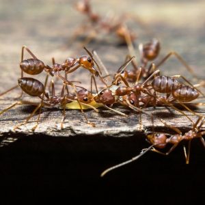 Common ants found in Perth