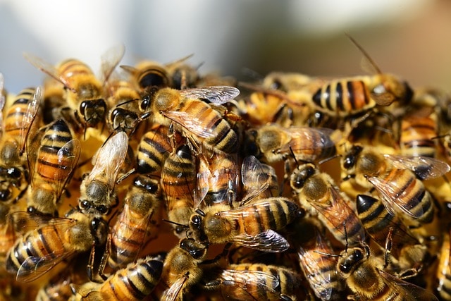 Bees & Wasps Infestation Perth