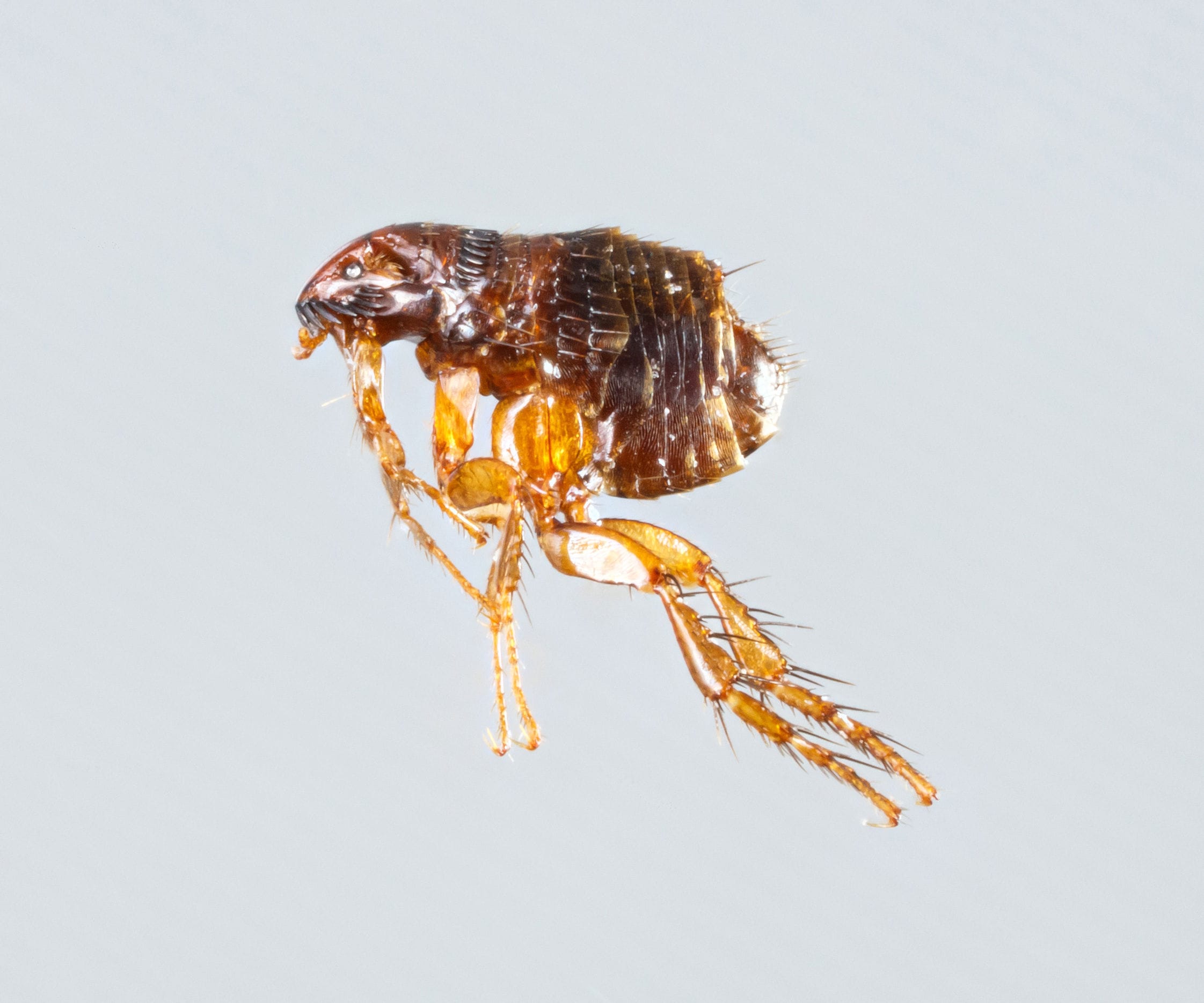 Fleas