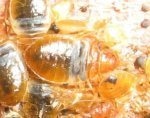 removing bed bugs from home