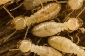 termite control and treatment