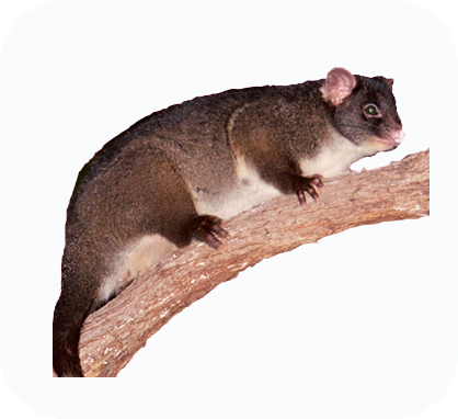 Possums